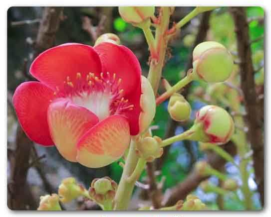  Puducherry State flower, Cannon ball  flower, Couroupita guianensis 